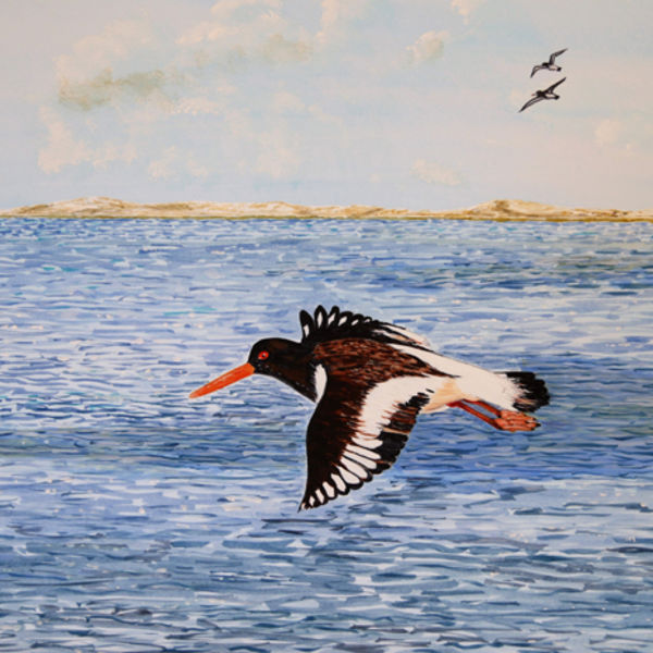 Oyster Catcher; NFS