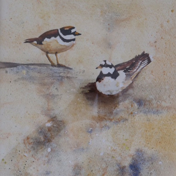 Plovers S