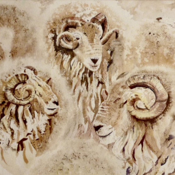 Sheep NFS