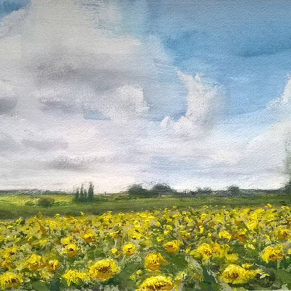 Sunflowers (St. Arroman); acrylic, charcoal FS