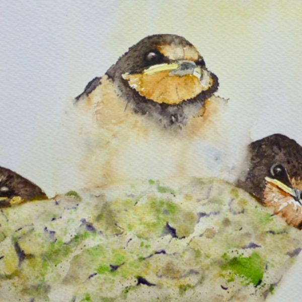 Swallows in the Nest FS
