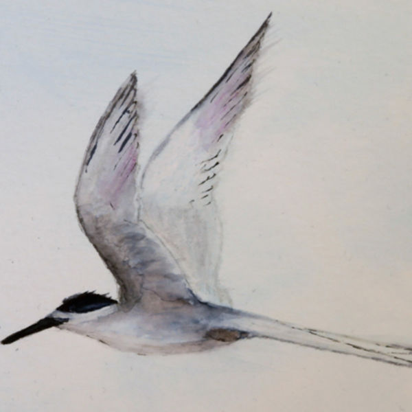 White Fronted Tern 1; S