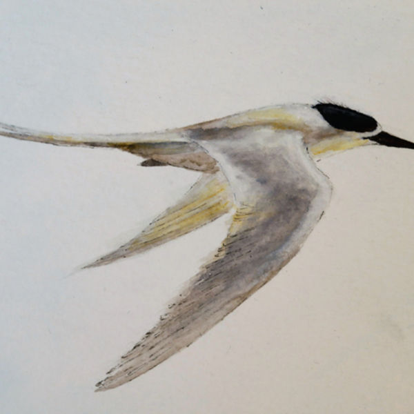 White Fronted Tern 2; S