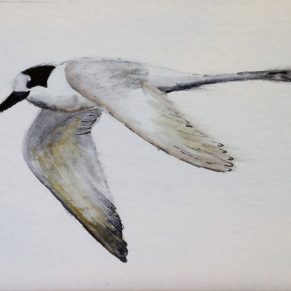 White Fronted Tern 3; S