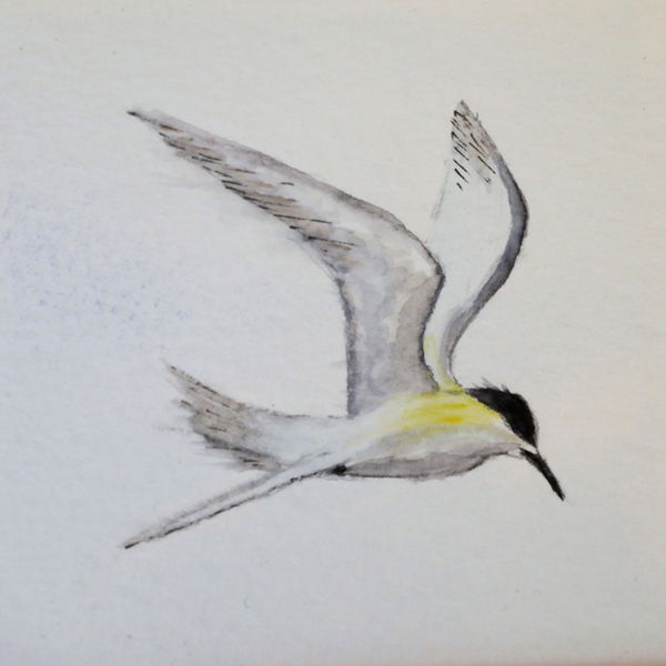 White Fronted Tern 4; S