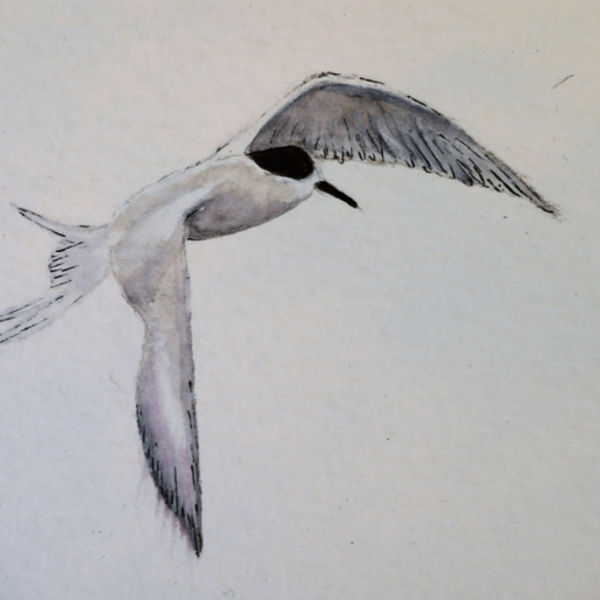 White Fronted Tern 5; S