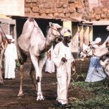 Imbaba004
