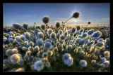 A Sea of Cotton Grass