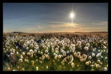 Cotton Grass in the Sunset