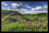 Cressbrook Orchids