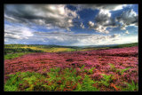 Heather Across the Moor