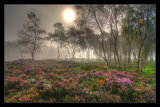 Mist, Trees and Heather