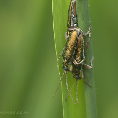 Crowdy. Mating reed beetles