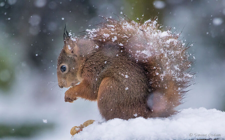 Eekhoorn in de sneeuw