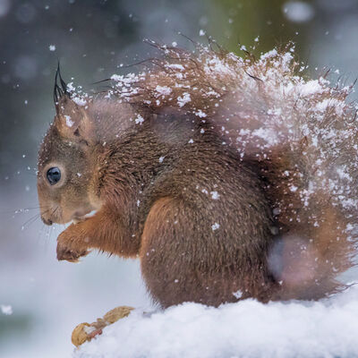 Eekhoorn in de sneeuw