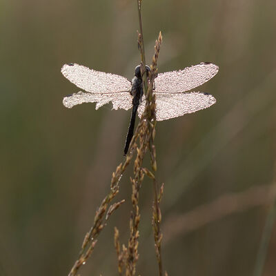 Perfect imperfections