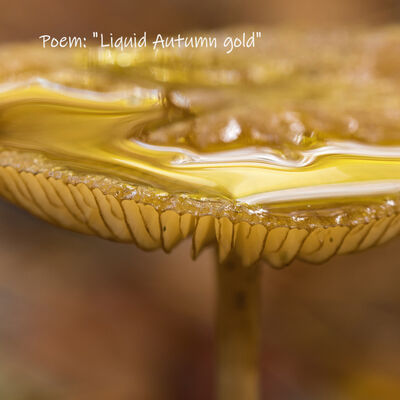 Liquid Autumn gold - pictures and poems