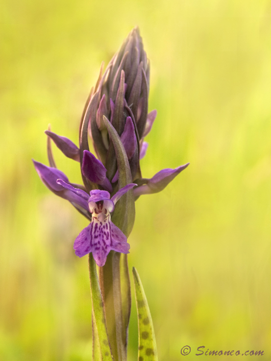 Pretty purple