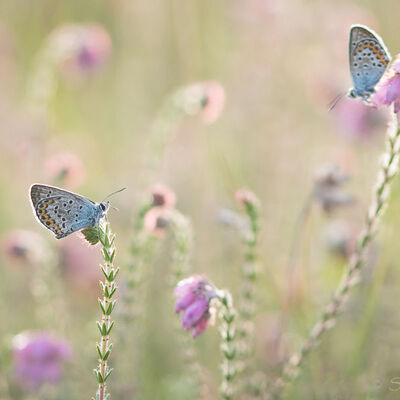Silverstudded blue in twofold