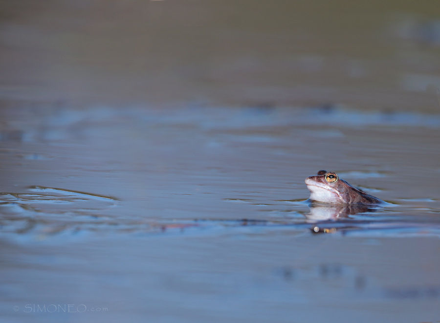 Nog niet helemaal op kleur...heikikker (rana arvalis)