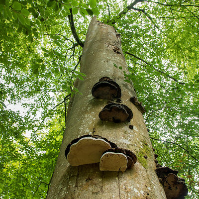 New Forest tall trees