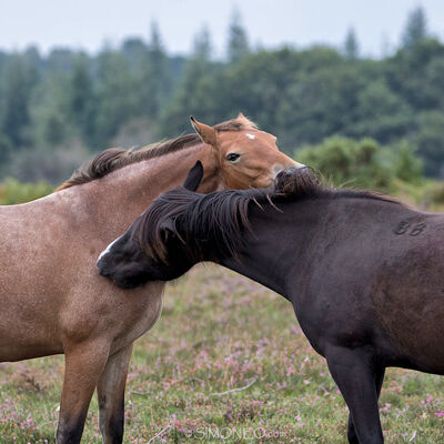 Embrace - New Forest horses