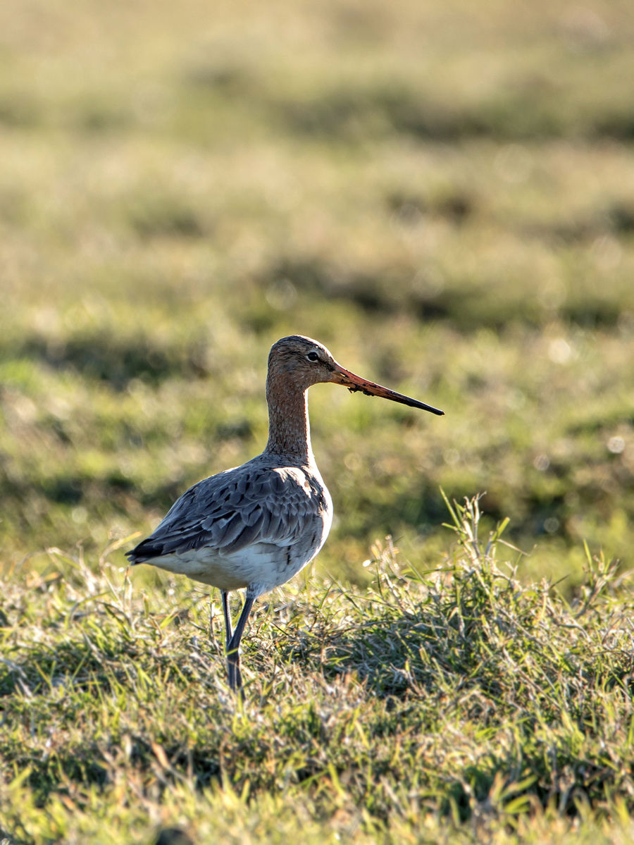 Grutto (limosa limosa) female