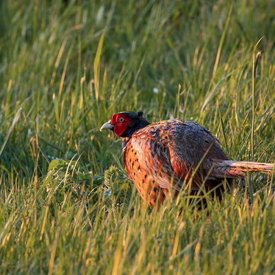 Fazant in gouden licht