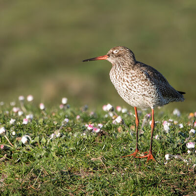 Tureluur - tringa totanus