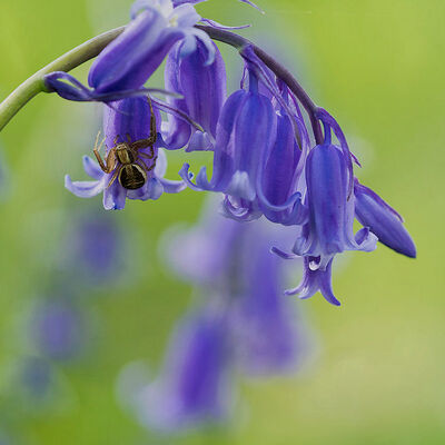 Moeraskrabspin op boshyacint