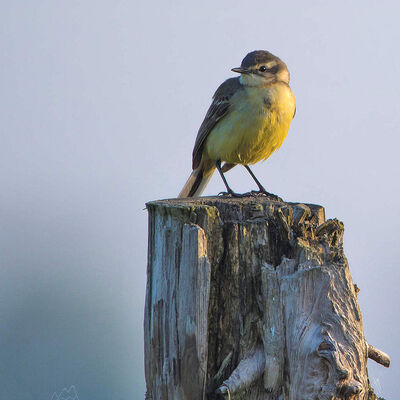 Gele k)wikstaart (motacilla flava)