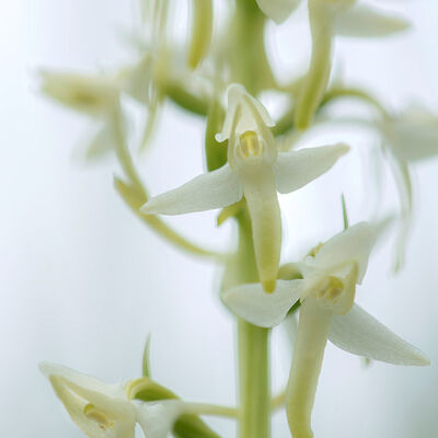 Lesser butterfly orchid