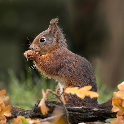 Eekhoorn in de herfst