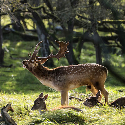 Damhertenbronst in de AWD