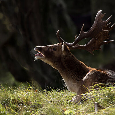 Burling stag