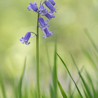 Bluebells (wilde hyacint)/hyacinta non-scripta