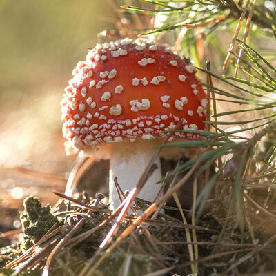 Sunlit fly agaric