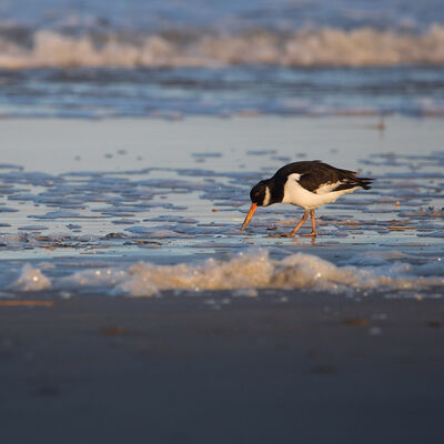 Op zoek naar voedsel