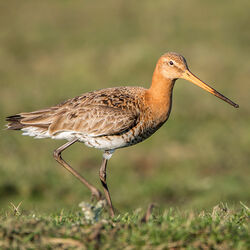 Grutto (limosa limosa)