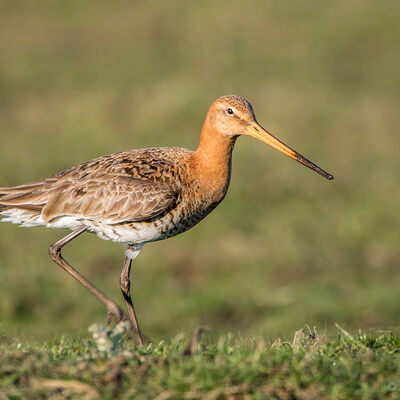 Grutto (limosa limosa)