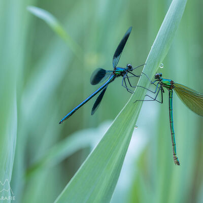 Splendid! clapotryx splendens