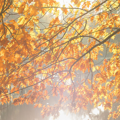 The sunny side of Autumn