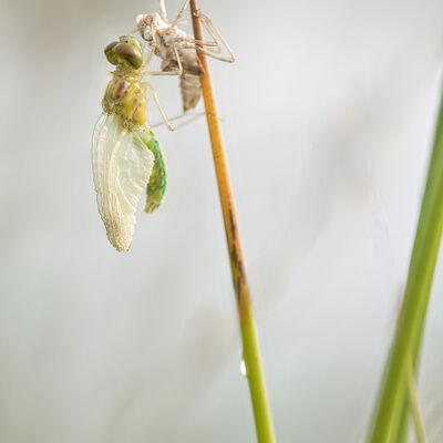 Van monstertje tot prachtige libelle: zwarte heidelibel