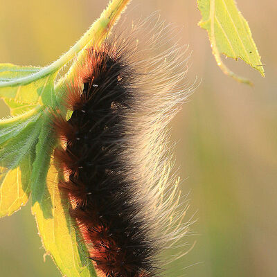 Op naar het volgende blad - rups van de Grote Beervlinder