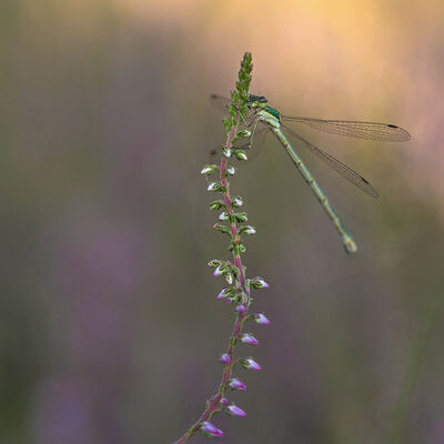 Houtpantserjuffer op de heide