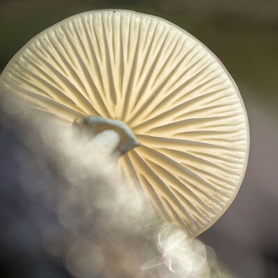 Perfecte porseleinzwam