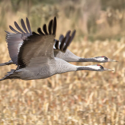 Kraanvogelpaar in vlucht