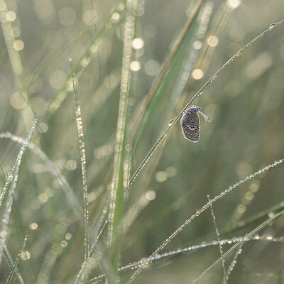 kleine vlinder in het grote grasveld
