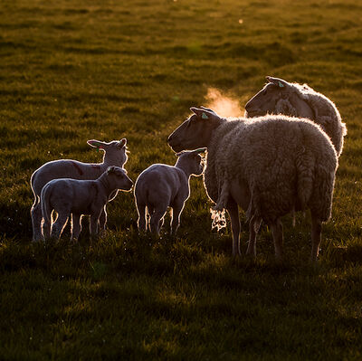 Chiaroscuro -painting with light