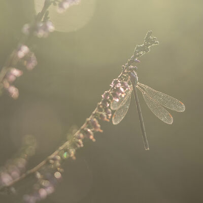 Licht is alles, alles is licht